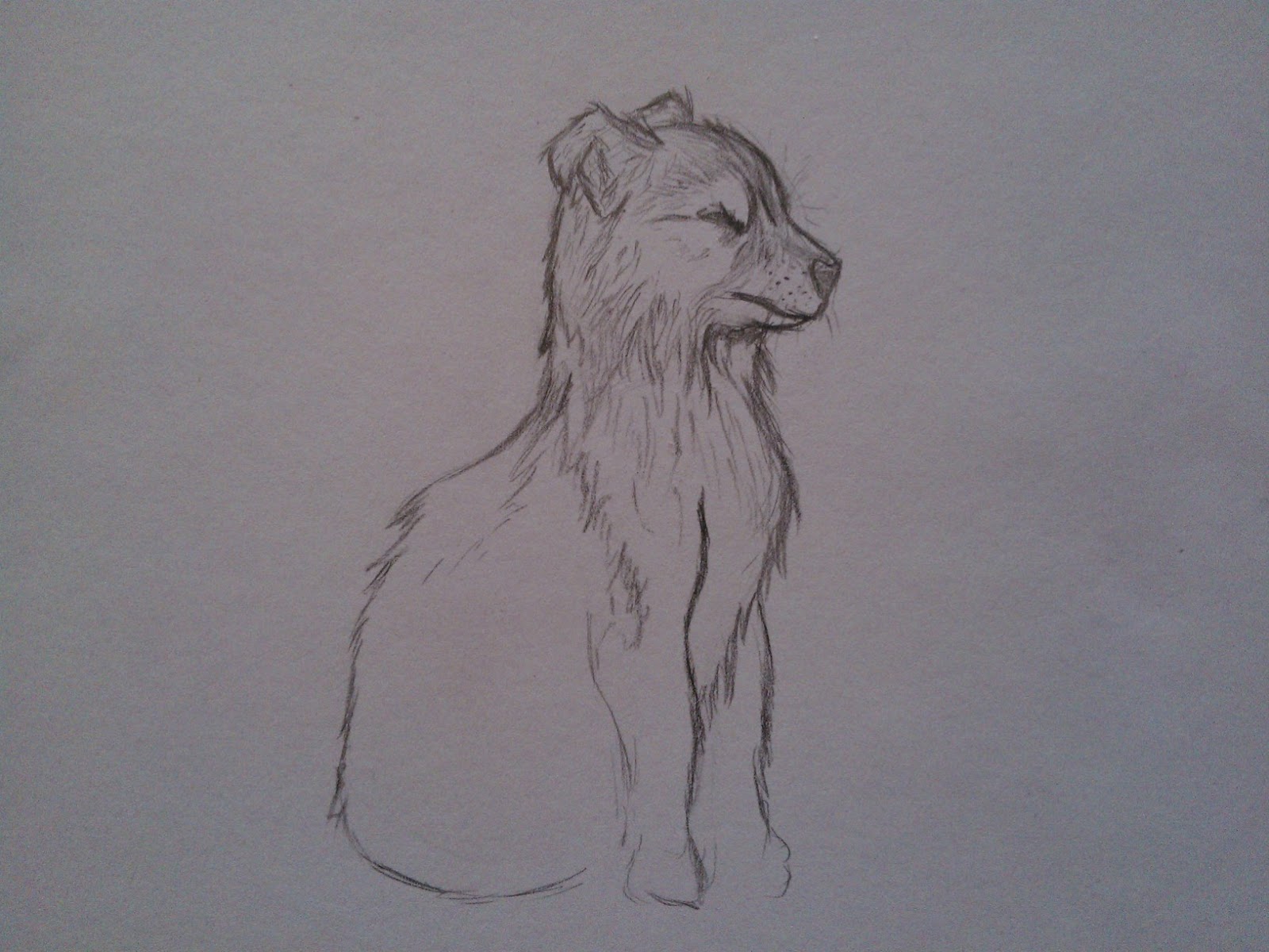 1600x1200 Jasper Wolf Cub Drawingsketch - Wolf Cub Drawing