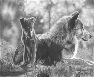 300x247 Wolf Cub Drawings Fine Art America - Wolf Cub Drawing