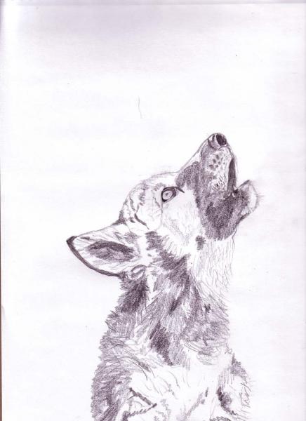 436x600 Grey Wolf Cub - Wolf Cub Drawing