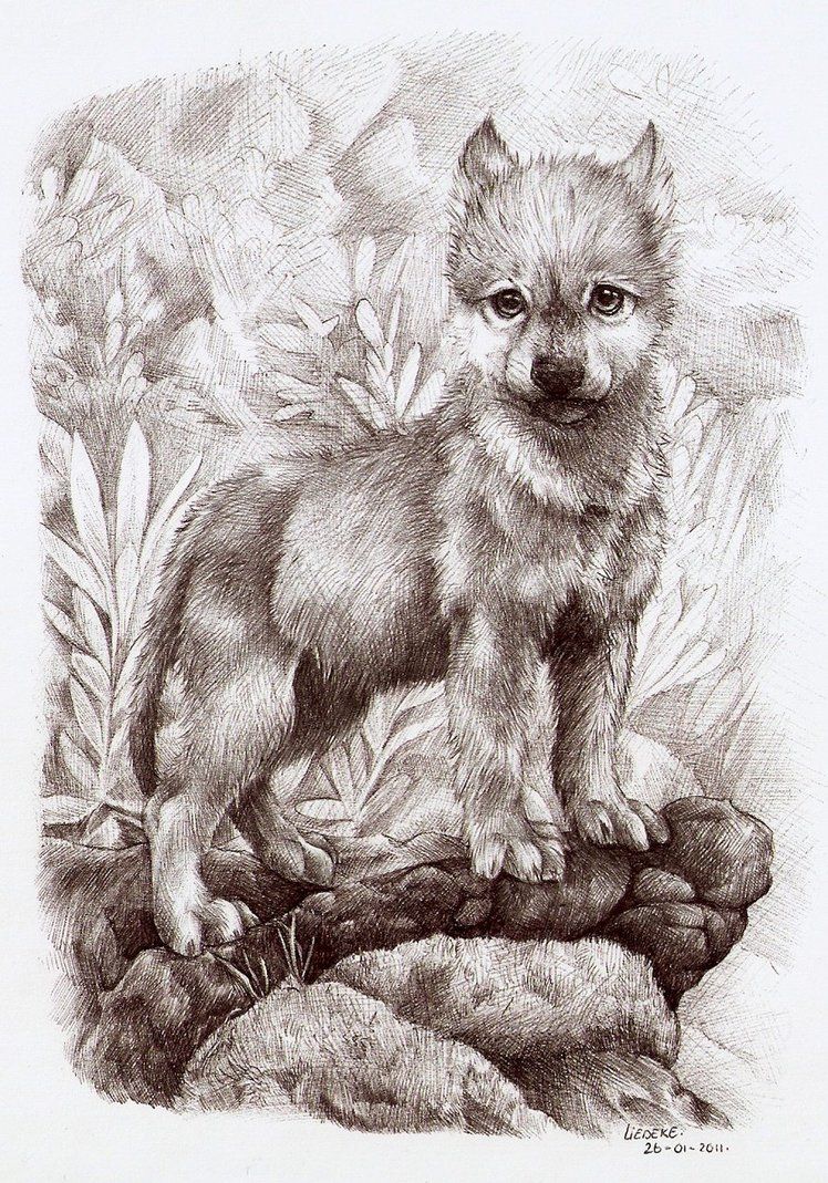 748x1069 Wolf Cub - Wolf Cub Drawing