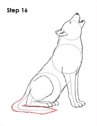 386x500 How To Draw A Wolf - Wolf Drawing