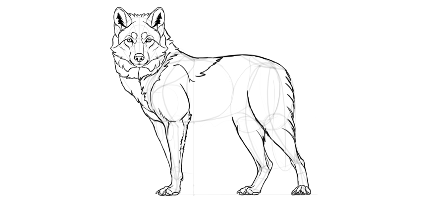 850x413 How To Draw A Wolf Step - Wolf Drawing
