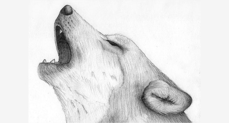 730x392 Amazing Collection Of Wolf Drawingdrawings Design Trends - Wolf Drawing