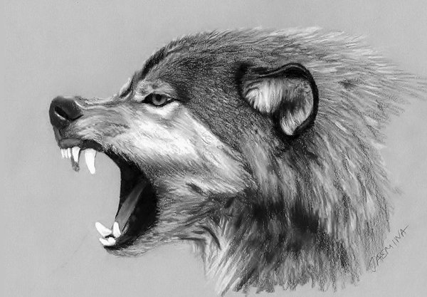 600x417 Wolf Drawing Art Drawing Skill - Wolf Drawing