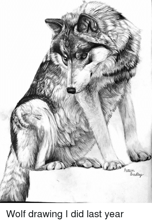 500x733 Wolf Drawing I Did Last Year Meme On Me Me - Wolf Drawing