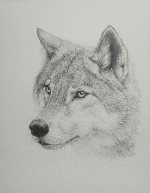 500x641 Wolf Drawing - Wolf Drawing