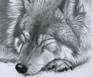 300x250 Images About Wolf Drawings On We Heart It See More About Wolf - Wolf Drawing