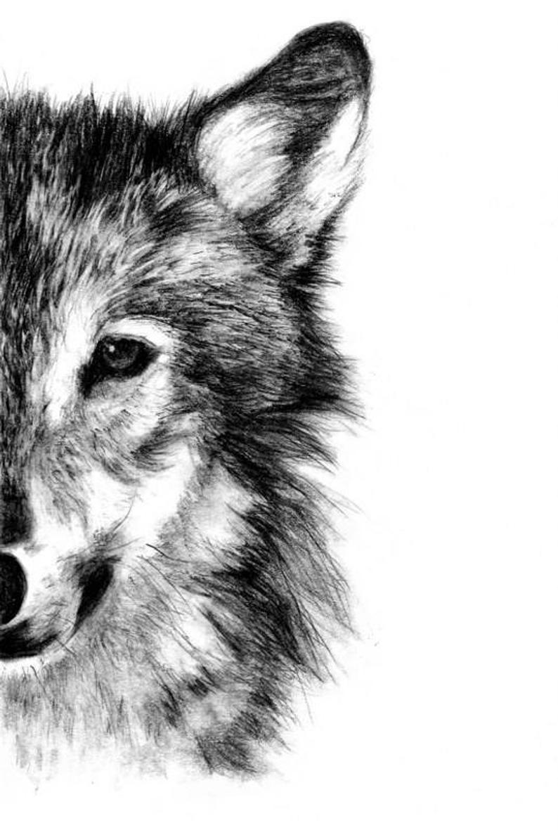 794x1181 wolf fine art print illustration print art print pencil etsy - Wolf Drawing