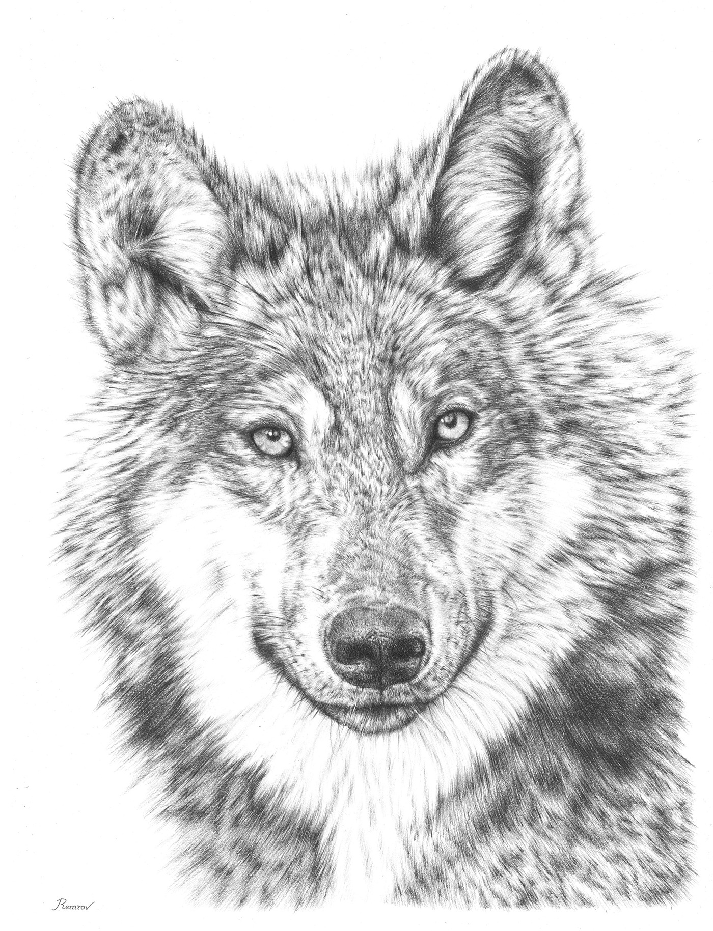 1400x1829 Wolf Pencil Drawing On Behance - Wolf Drawing