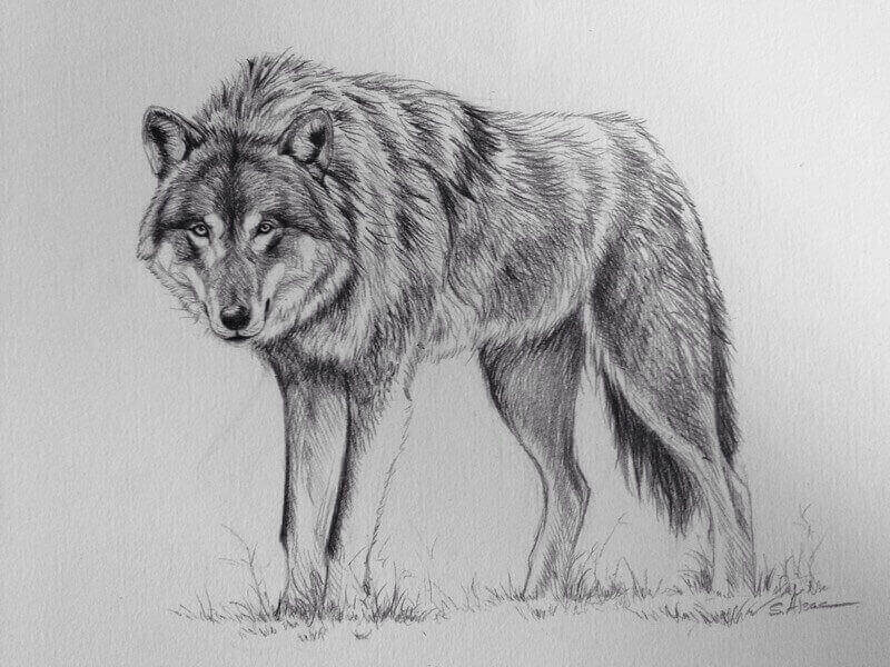 800x600 Wolf Drawing - Wolf Drawing