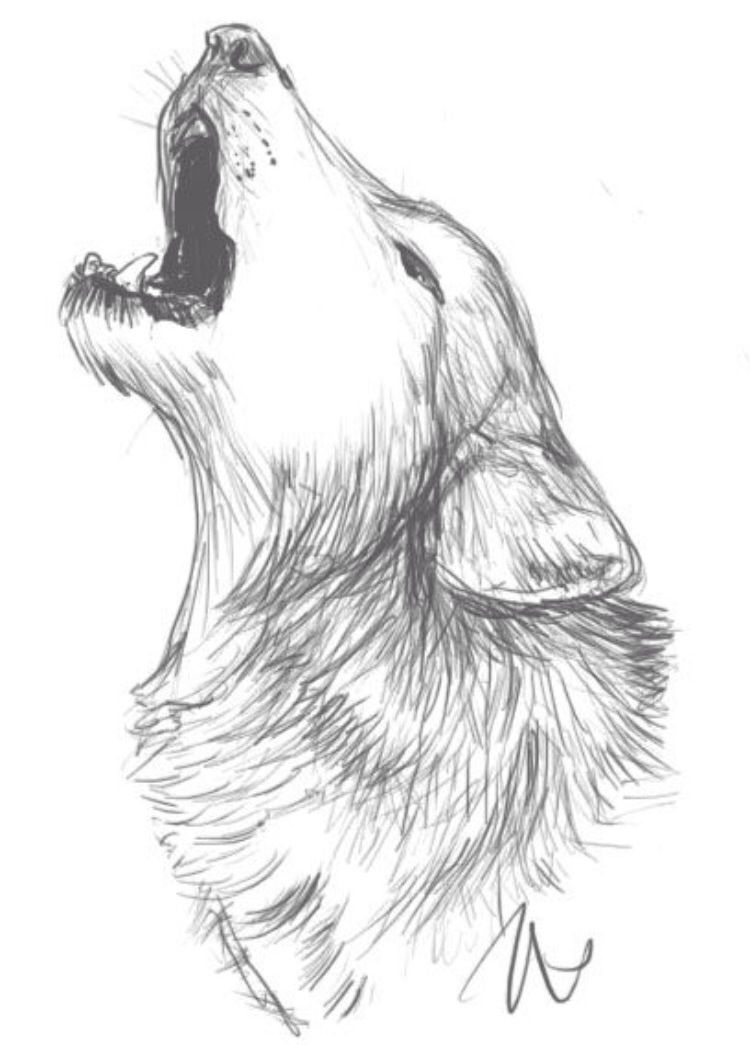 750x1045 Wolf Drawing Idea Drawings Drawings, Art, Wolf Sketch - Wolf Drawing
