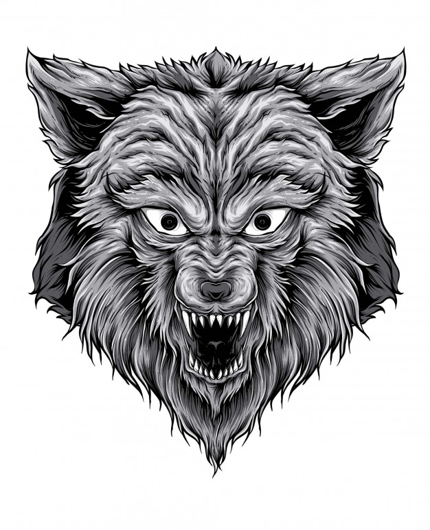 626x773 Wolf Drawing Vector Vector Premium Download - Wolf Drawing