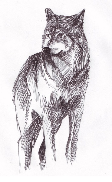 370x600 Wolf Drawing Tumblr - Wolf Drawing