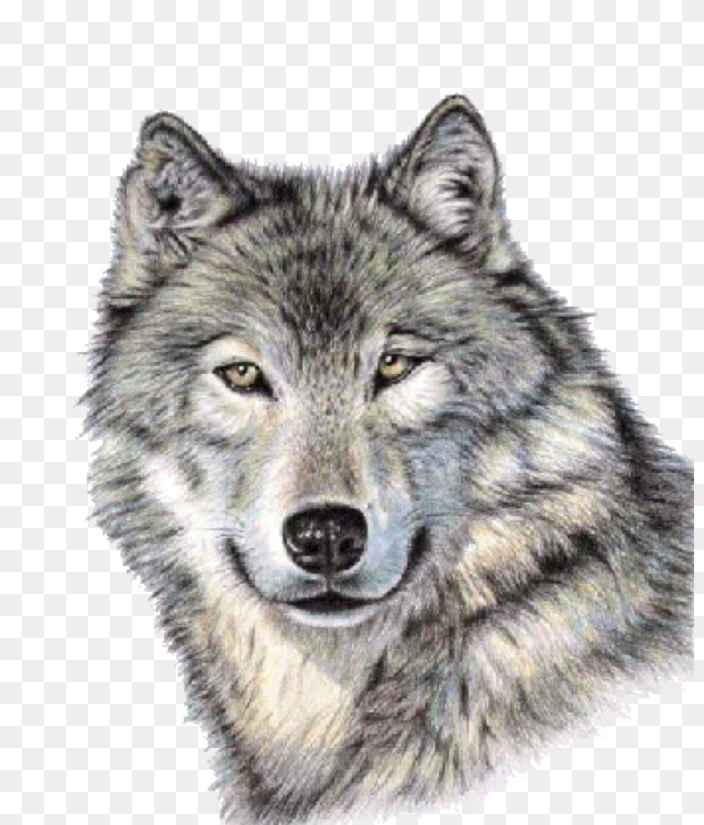 640x750 Gray Wolf Drawing Art Tattoo Cc0 - Wolf Drawing Art