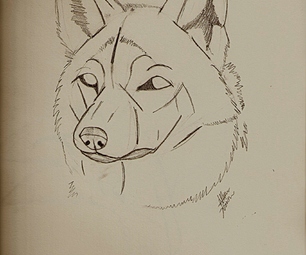 306x255 Guides To Drawing Wolves Steps - Wolf Drawing Art