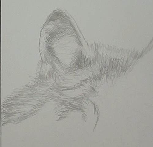 500x480 How To Draw A Wolf In Pencil Online Art Lessons - Wolf Drawing Art