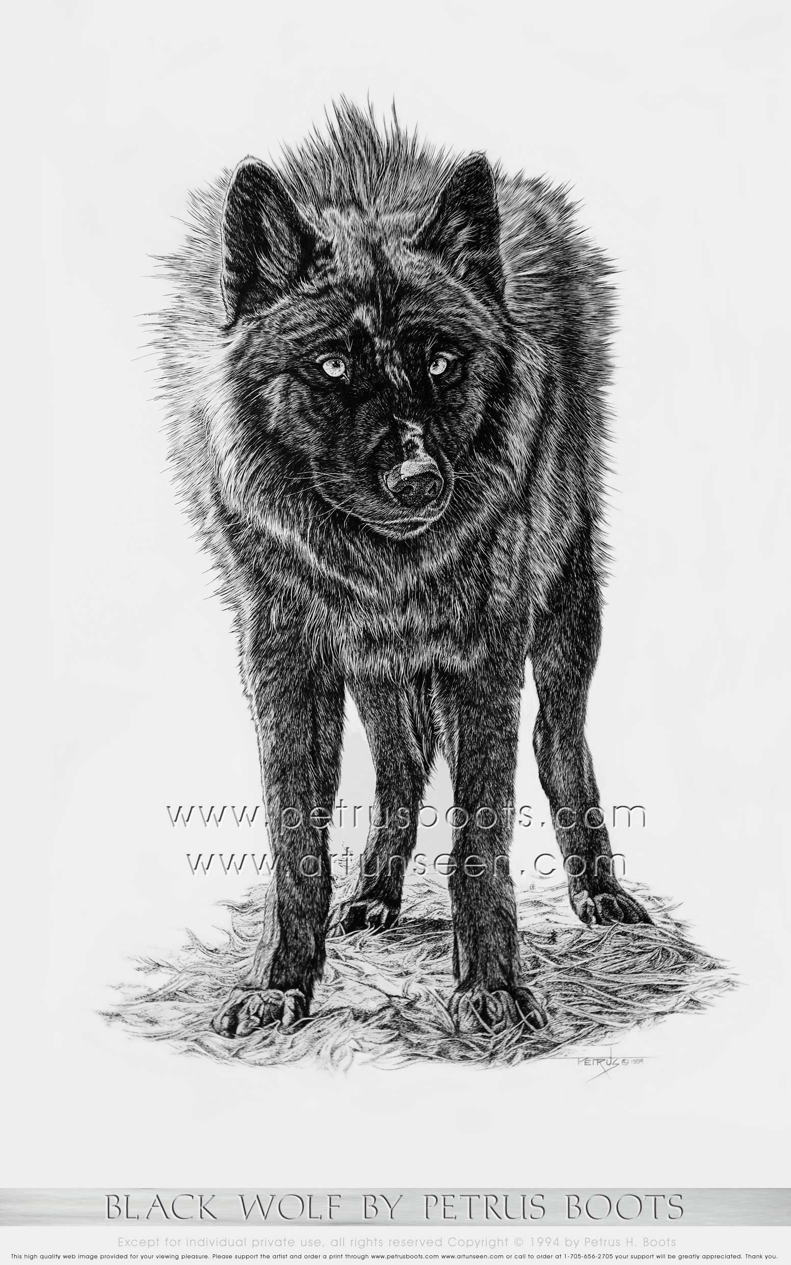 1552x2481 The Art Of Petrus Boots Black Wolf Brush And India Ink Drawing - Wolf Drawing Art