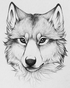 Wolf Drawing Art At Paintingvalleycom Explore Collection