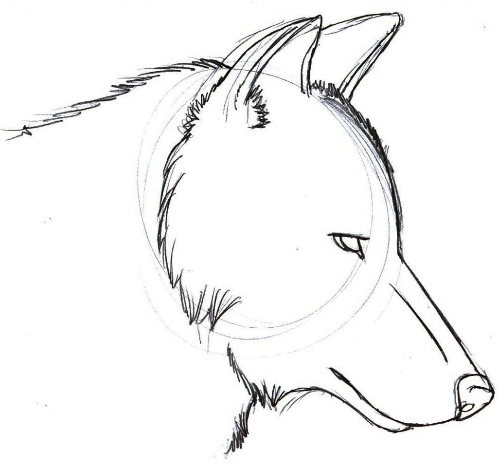 Wolf Drawing Easy at Explore
