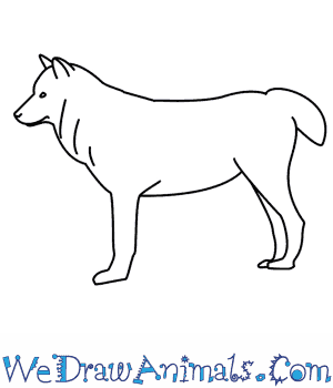 300x350 How To Draw A Wolf - Wolf Drawing Easy