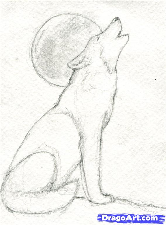 568x768 How To Draw A Howling Wolf, Step - Wolf Drawing Easy