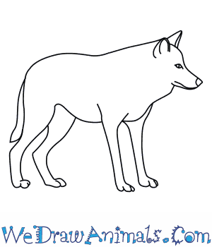 300x350 How To Draw A Mexican Wolf - Wolf Drawing Easy