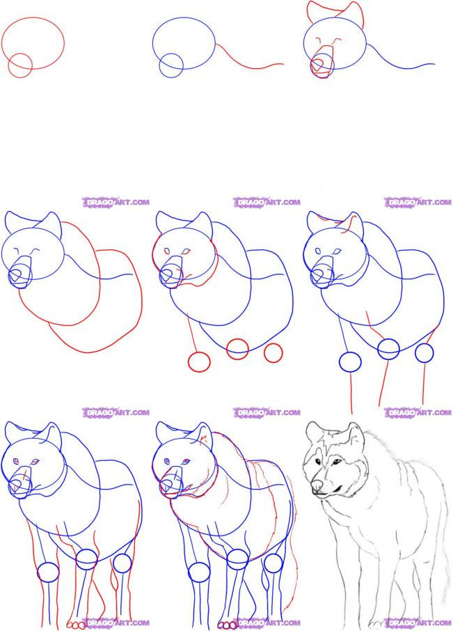 651x906 How To Draw Wolves - Wolf Drawing Easy Step By Step