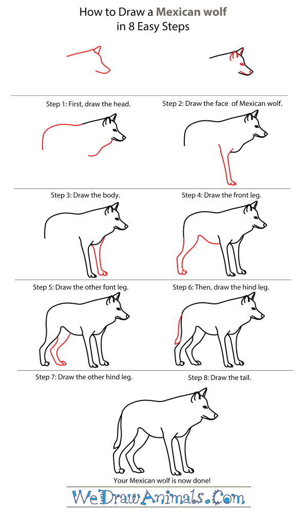 Beautiful Wolves Drawings Step By Step Photos