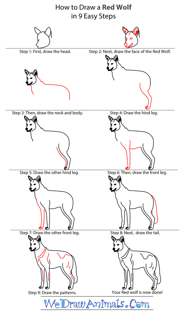 600x1000 How To Draw A Red Wolf - Wolf Drawing Easy Step By Step