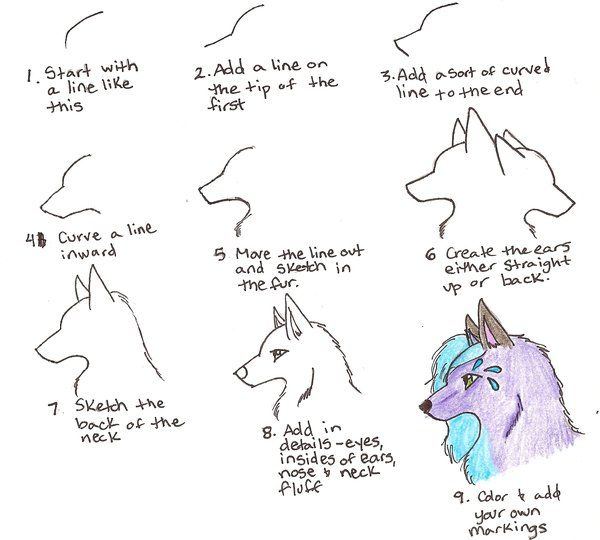 600x540 Easy Drawing Tutorials - Wolf Drawing Easy Step By Step