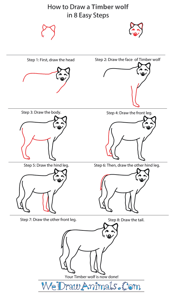 600x1002 How To Draw A Timber Wolf - Wolf Drawing Easy Step By Step