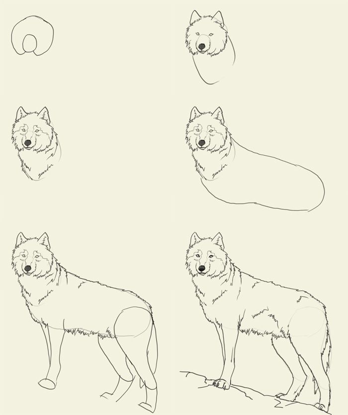 700x836 Drawing For Girls How To Draw Wolf How To Draw Wolf Art - Wolf Drawing Easy Step By Step