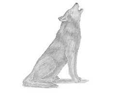 250x193 How To Draw A Wolf - Wolf Drawing Pics