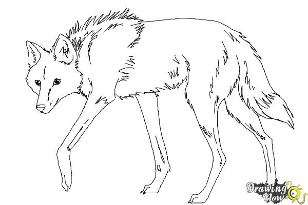 600x400 How To Draw A Wolf - Wolf Drawing Pics