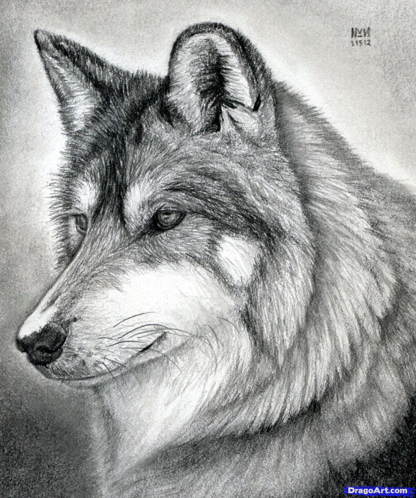1348x1614 How To Draw A Wolf Head, Mexican Wolf, Step - Wolf Drawing Pics