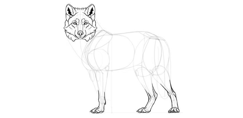 850x413 How To Draw A Wolf Step - Wolf Drawing Pics