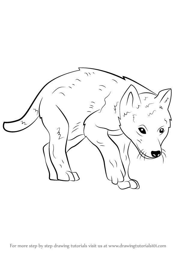 596x842 learn how to draw a wolf pup - Wolf Drawing Pics