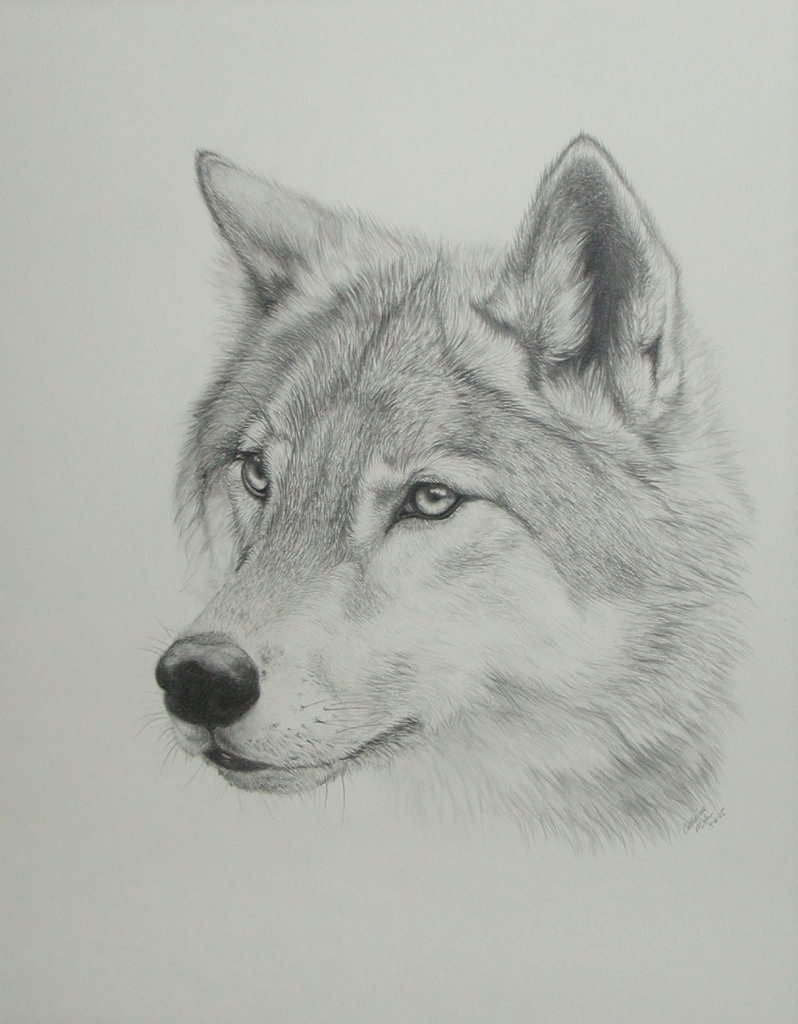798x1024 Pencil Drawings Pencil Drawings Of Wolves - Wolf Drawing Pics