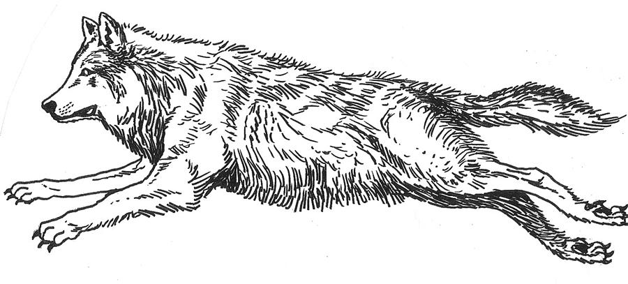 900x407 Running Wolf Drawing - Wolf Drawing Pics