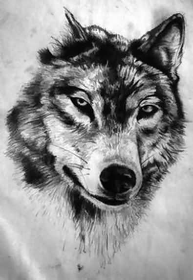 395x572 Wolf Drawing - Wolf Drawing Pics