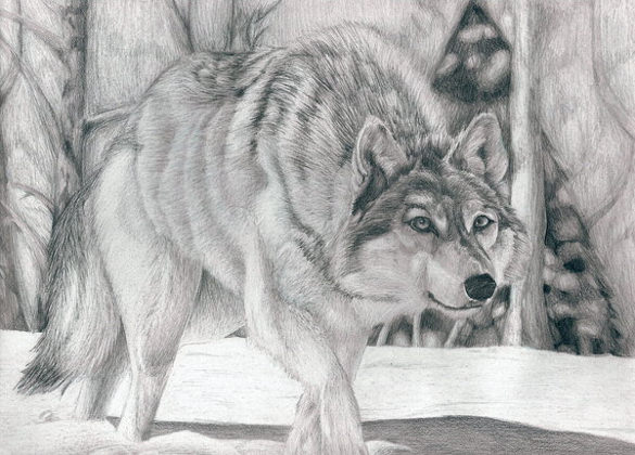 585x420 Wolf Drawings Pdf, Free Premium Templates - Wolf Drawing Pics