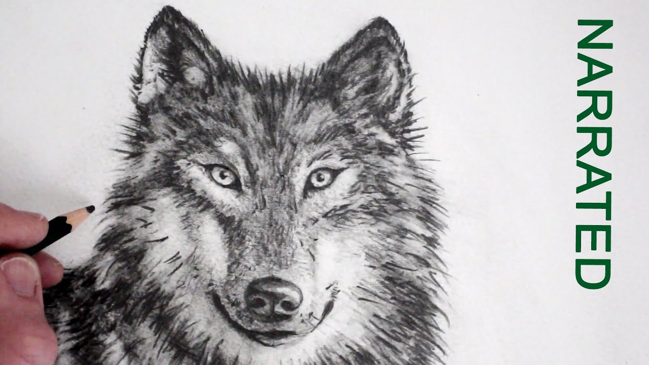 1280x720 how to draw a realistic wolf narrated - Wolf Drawing Pics
