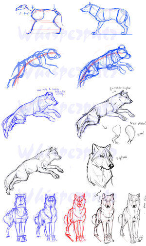 300x503 Guides To Drawing Wolves Steps - Wolf Drawing Step By Step