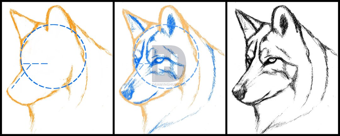1080x433 How To Draw A Wolf Head, Mexican Wolf, Step - Wolf Drawing Step By Step