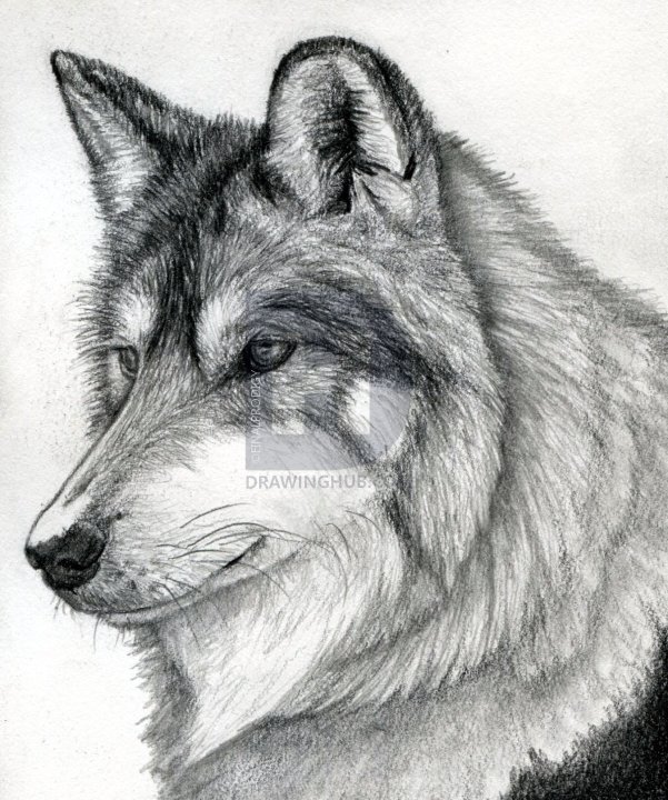 601x720 How To Draw A Wolf Head, Mexican Wolf, Step - Wolf Drawing Step By Step Pencil