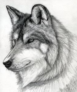 252x302 How To Draw A Wolf Head, Mexican Wolf, Step - Wolf Drawing Step By Step Pencil