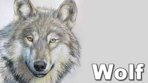 500x281 How To Draw A Wolf In Pencil Online Art Lessons - Wolf Drawing Step By Step Pencil