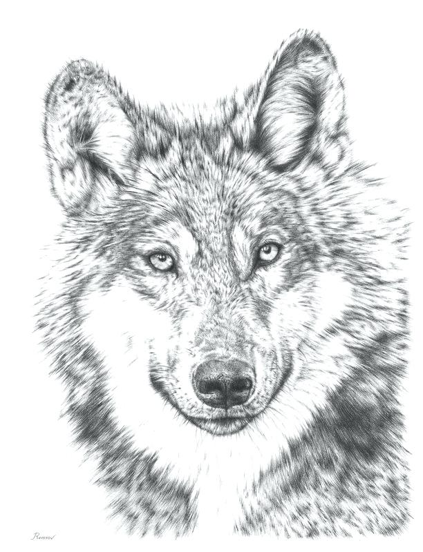 612x800 Animals Pencil Drawing Wolf Animal Pencil Drawing Tutorials Home - Wolf Drawing Step By Step Pencil