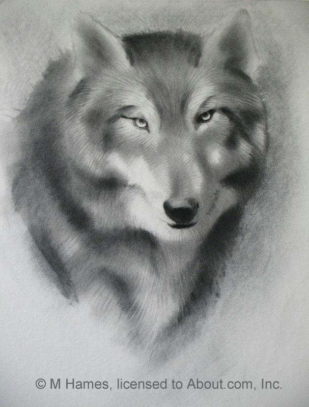 607x800 Pencil Drawing Of A Wolf Head A Step - Wolf Drawing Step By Step Pencil