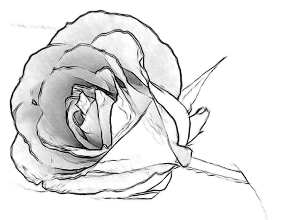 1024x768 Wolf Drawing Step - Wolf Drawing Step By Step Pencil